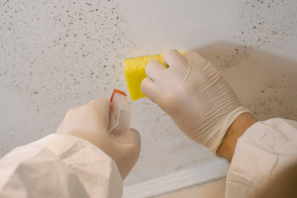 Best Mold-Related Health Consultation  in Mansfield, TX