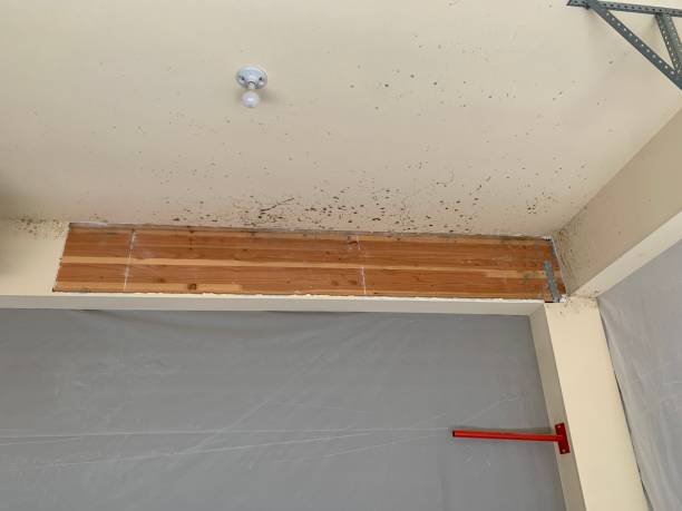 Best Black Mold Removal  in Mansfield, TX